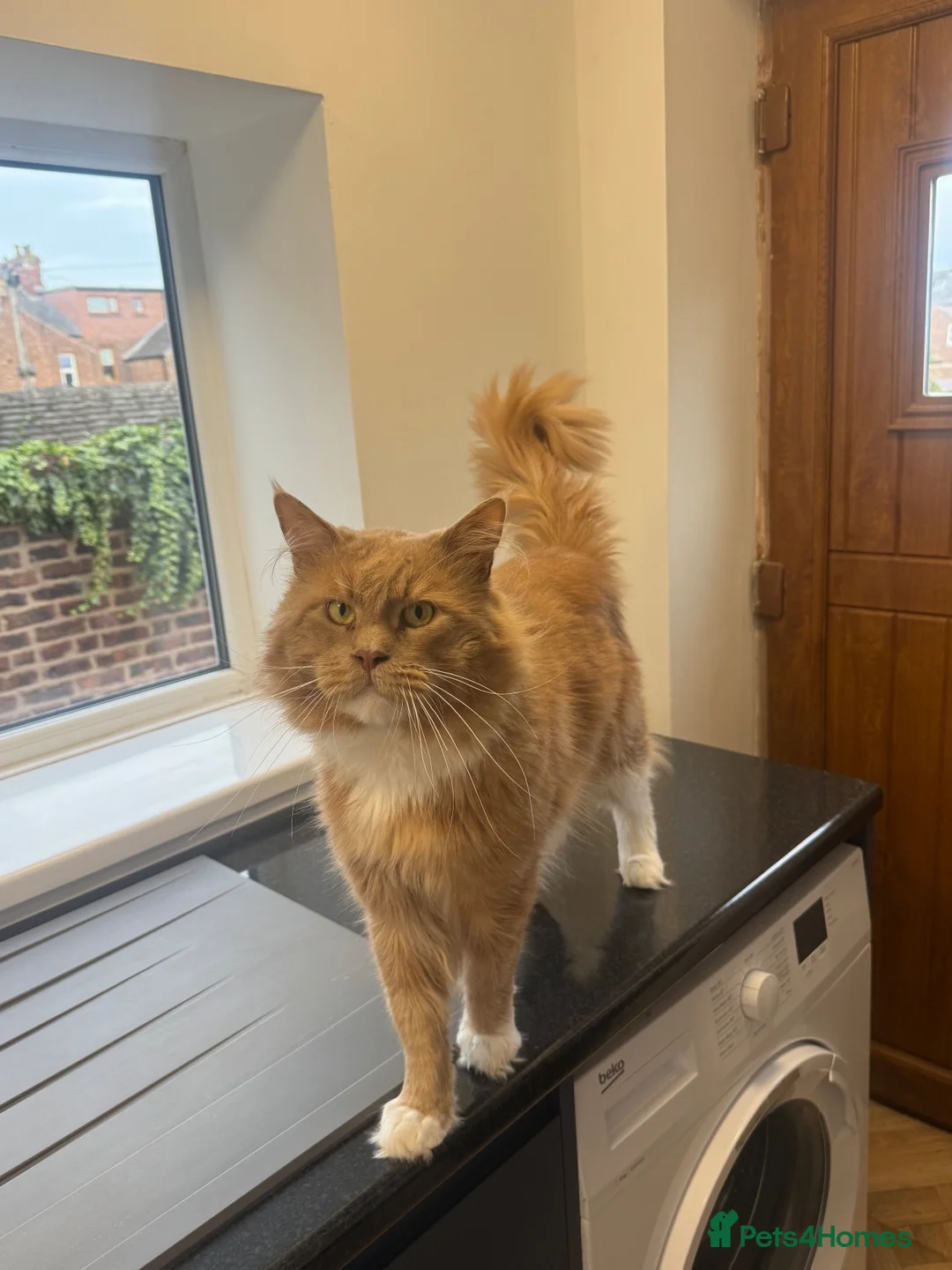 Maine Coon cats for stud: GCCF Cream&White Bicolour Stud - Advert 1
