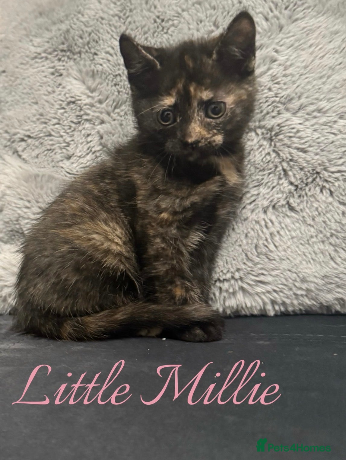 Mixed Breed cats ADORABLE KITTENS READ THIS WEEKEND  - Advert 4