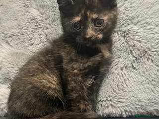 Mixed Breed cats ADORABLE KITTENS READ THIS WEEKEND - Advert 4