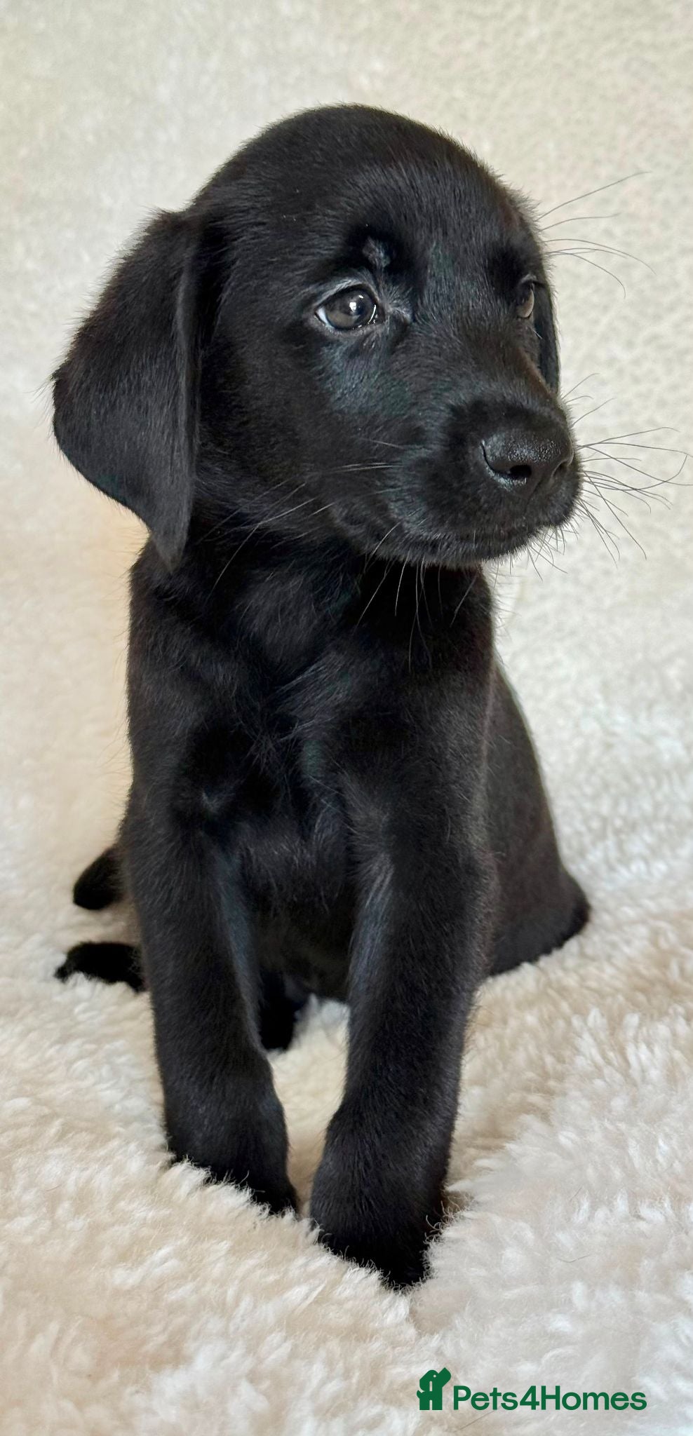 Labrador Retriever dogs Health Tested KC Registered Labrador Pups - Advert 2