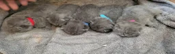 British Shorthair cats for sale: Stunning British shorthair kittens in Saxmundham - Advert 8