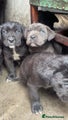 Cane Corso Puppy 5
