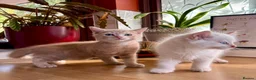 Mixed Breed cats for sale: TWO beautiful half-breed Ragdoll boy kittens. - Advert 3