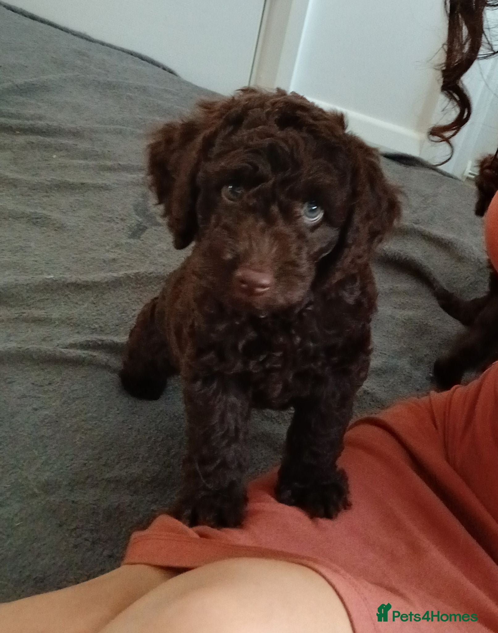 Sproodle dogs Beautiful F1B Sproodles!  - Advert 7