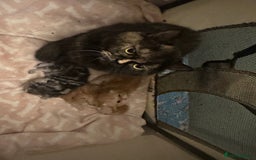 Exotic cats for sale: Pure bred exotic kittens for sale - Image 11