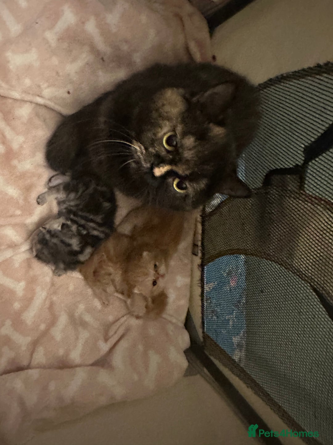 Exotic cats for sale: Pure bred exotic kittens for sale - Image 11