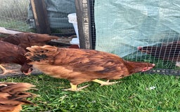 Chickens poultry for sale: Rhode Island Red cockerels x3 - Image 2