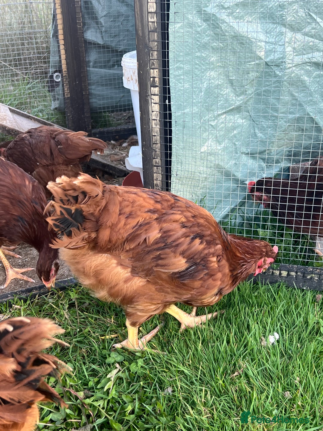 Chickens poultry for sale: Rhode Island Red cockerels x3 - Image 2