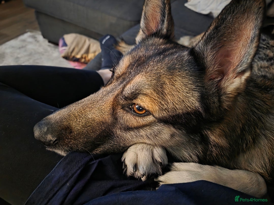 German Shepherd dogs for sale: 2 yr old German Shepherd female  - Advert 3