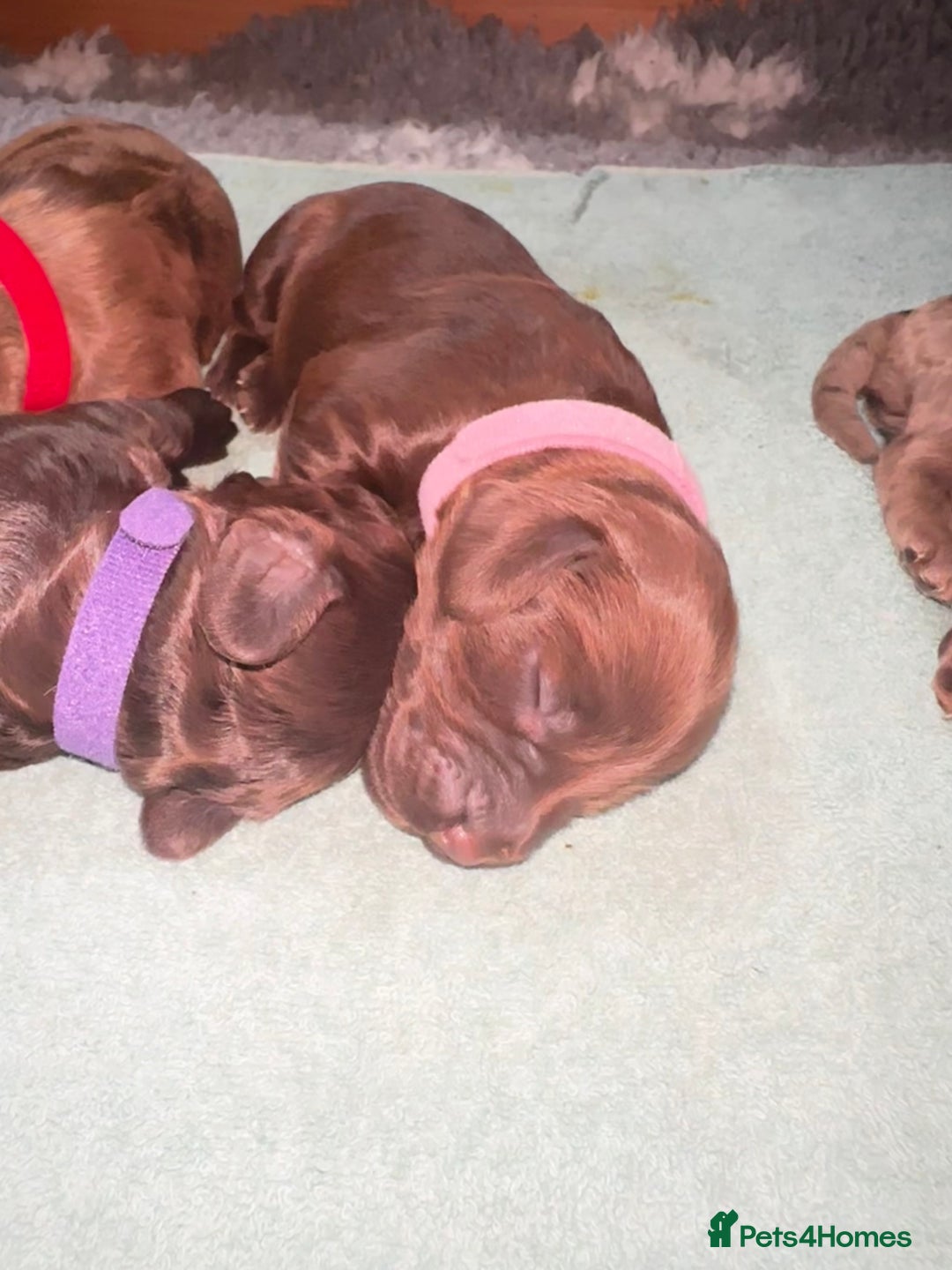 Cockapoo dogs for sale: Merle/ Red and Chocolate brown cockapoo puppies - Advert 14