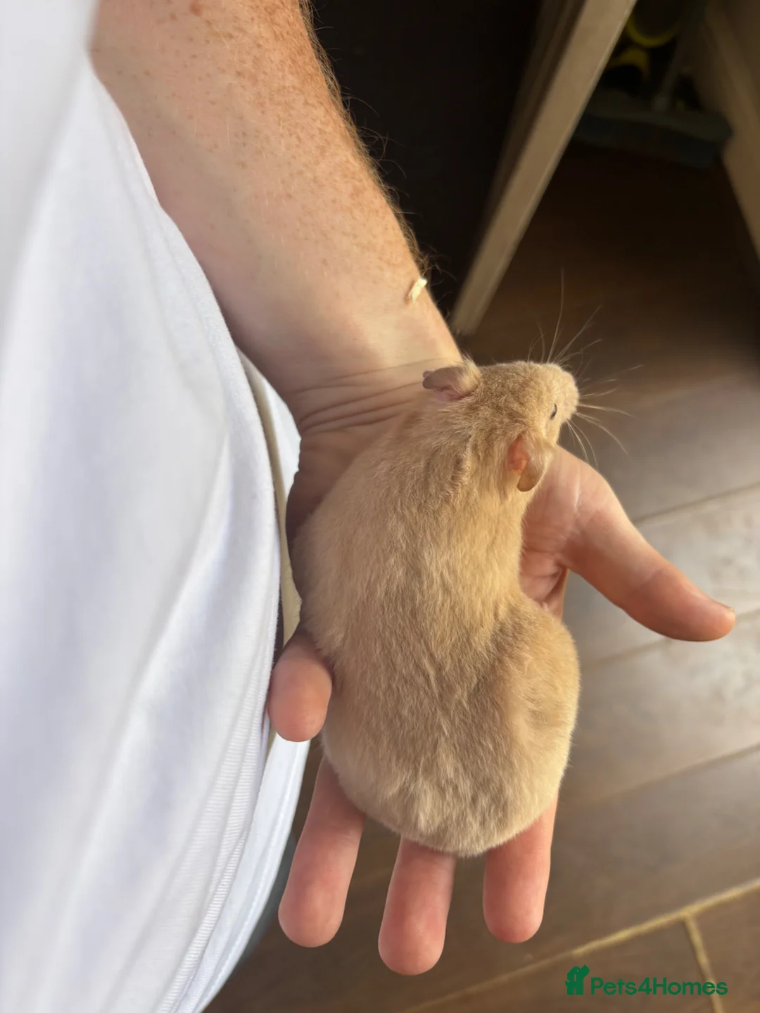 Hamster rodents for sale: Hamster and full set up for sale  in Warrington - Advert 16