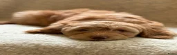 Cockapoo dogs for sale: Apricot Cockapoo's - Advert 2