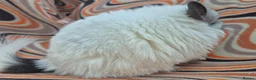 Chinchilla rodents for sale: Variety of chinchillas babys and adults - Advert 16