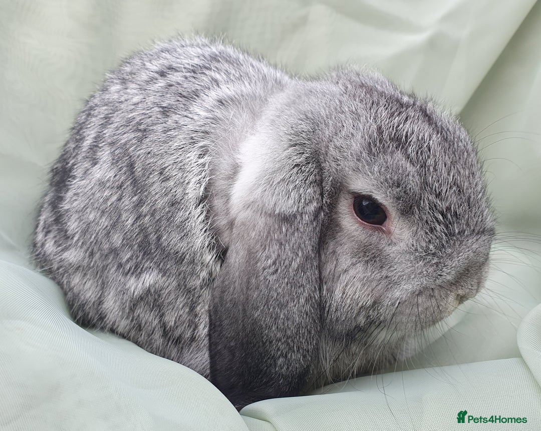 Mini Lop rabbits for sale: Friendly baby rabbits available to loving homes - Image 5