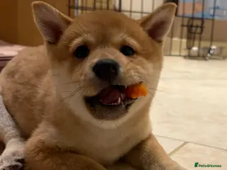 Japanese Shiba Inu dogs Beautiful Japanese Shiba Inu Girl– First Litter - Advert 12