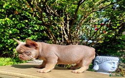French Bulldog dogs for sale: Beautiful French bulldogs - Image 25