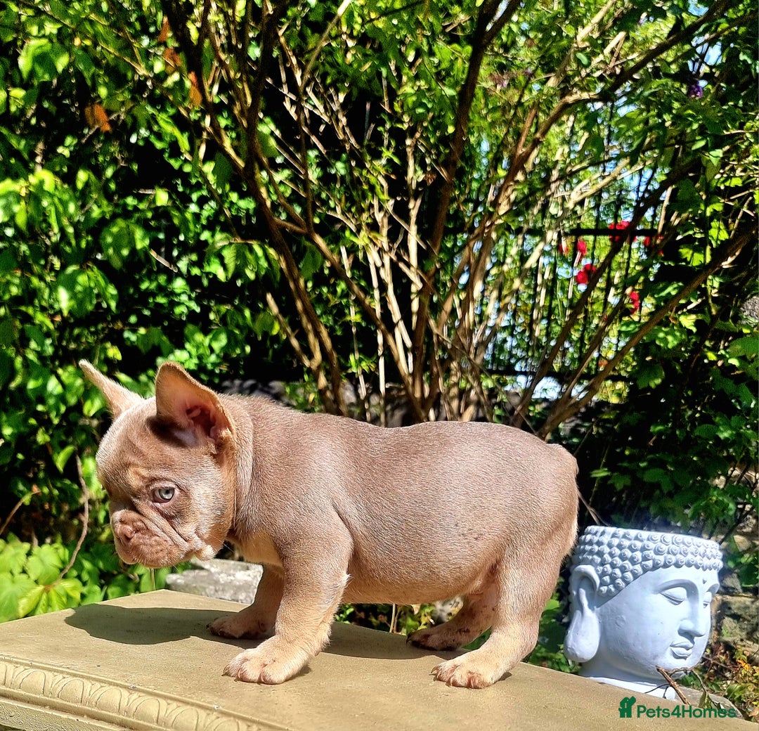 French Bulldog dogs for sale: Beautiful French bulldogs - Image 25