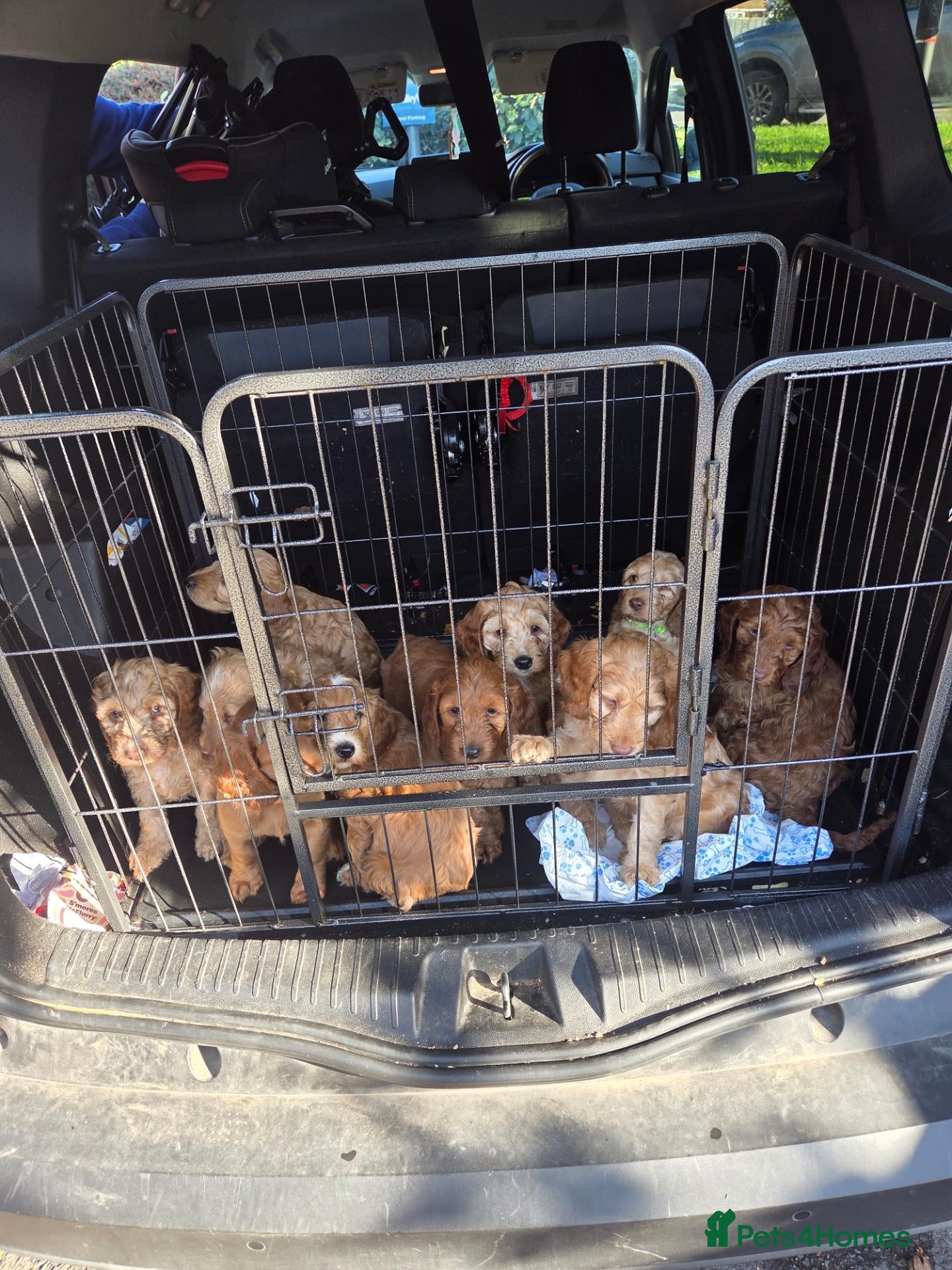 Cockapoo dogs for sale: F1b cockapoos - Advert 14