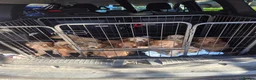 Cockapoo dogs for sale: F1b cockapoos - Advert 3