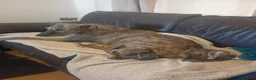 Mixed Breed dogs for sale: Deerhound Saluki x Bull Wheaton Beddy Grey - Advert 2
