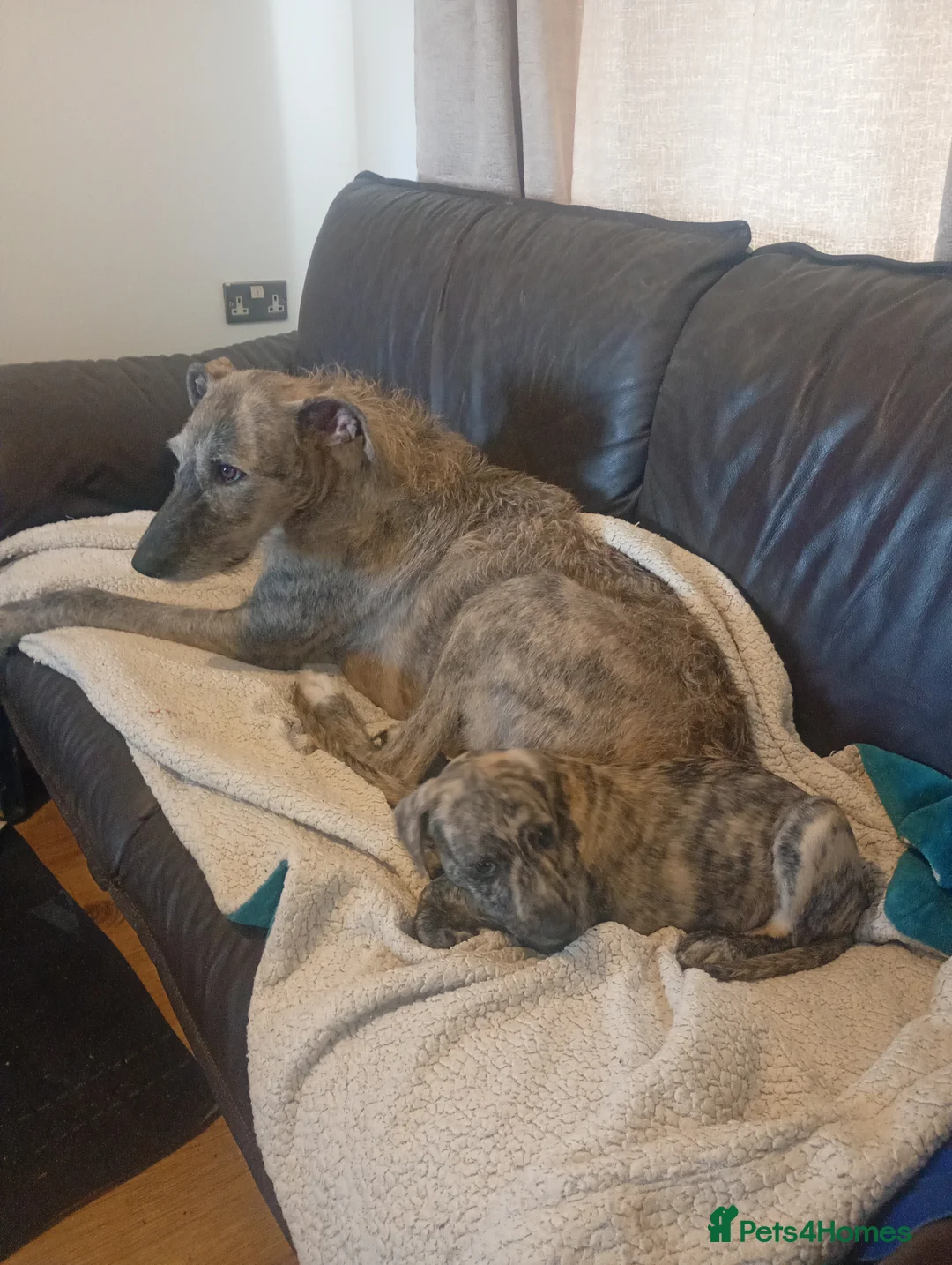 Mixed Breed dogs for sale: Deerhound Saluki x Bull Wheaton Beddy Grey - Advert 2