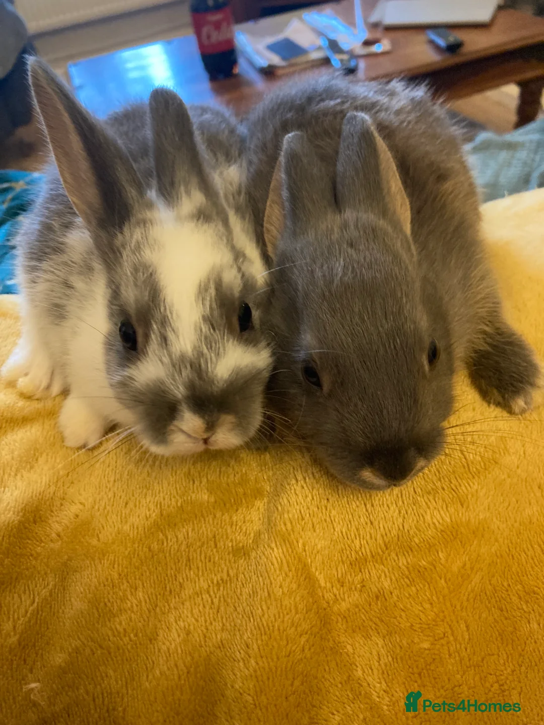 Mixed Breed rabbits for sale:  Dutch cross trx - Advert 5