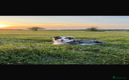 Border Collie dogs for stud: Blue merle border collie for stud - Image 1
