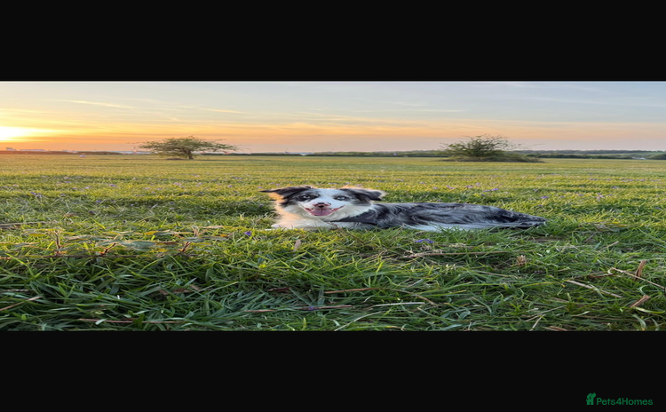 Border Collie dogs - Advert 2