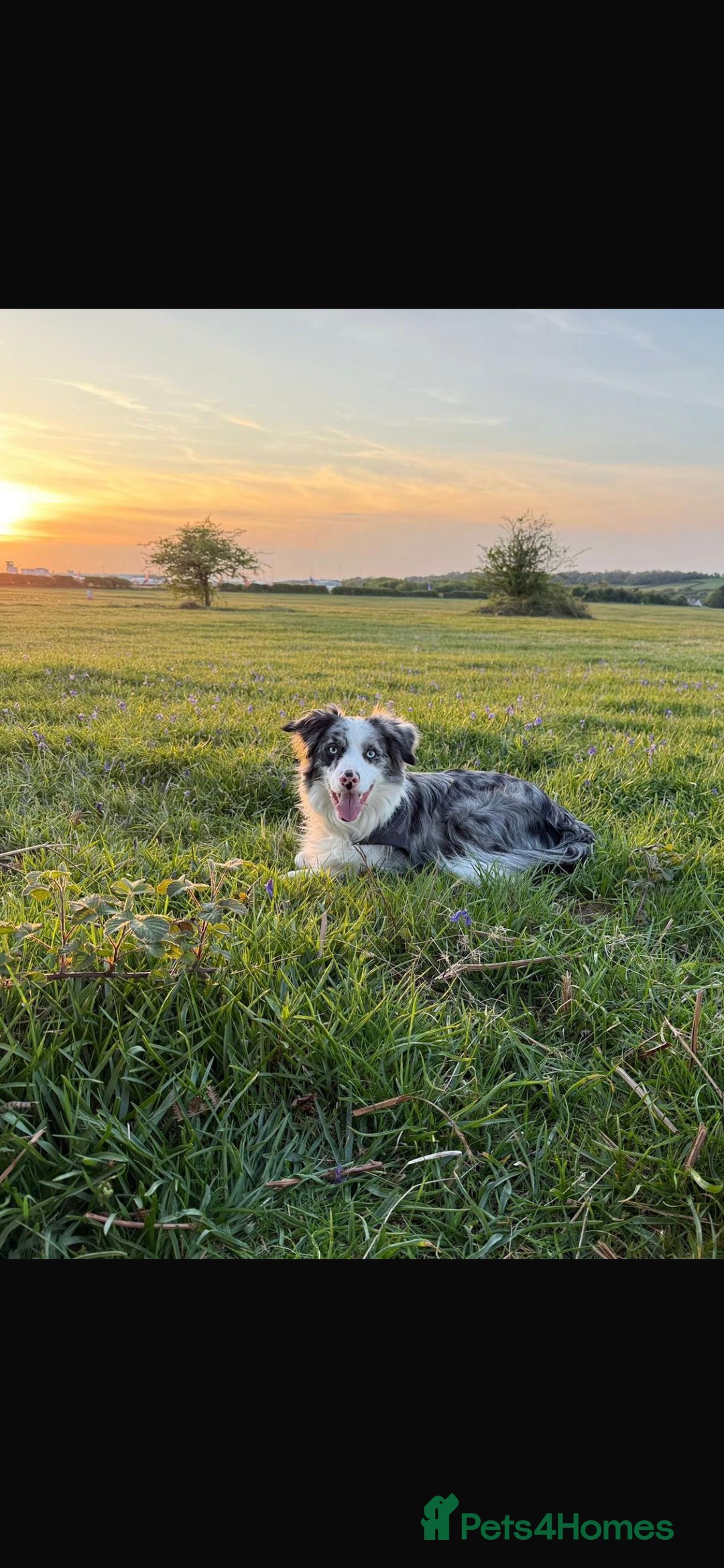 Border Collie dogs for stud: Blue merle border collie for stud - Image 1
