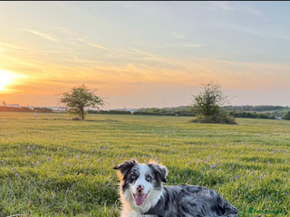 Border Collie dogs - Advert 4