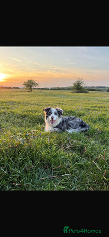 Border Collie dogs - Advert 1