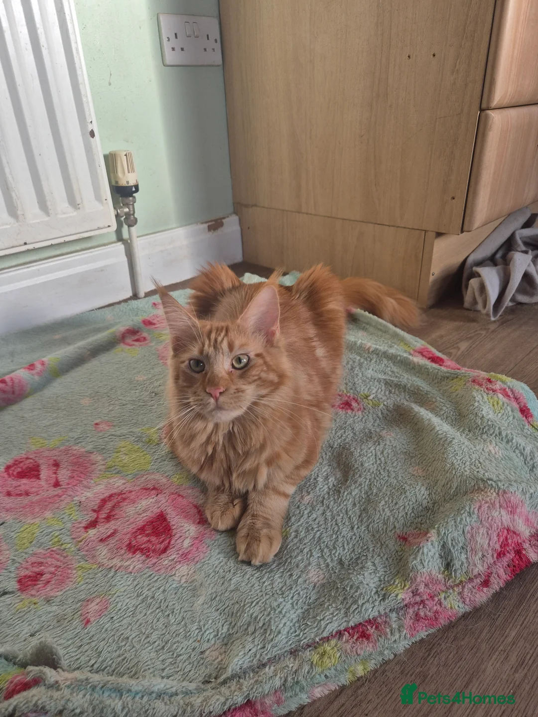 Maine Coon cats for sale: Maine coon female  - Advert 3