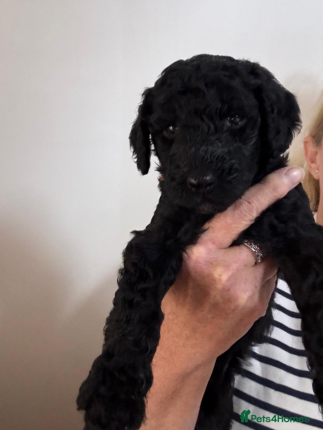 Standard Poodle dogs for sale: Beautiful pure bred Standard Poodle Puppies.  - Image 4