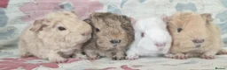 Guinea Pig rodents for sale: MEADOW SIDE CAVIES BABY GUINEA PIGS HEREFORDSHIRE  - Advert 7