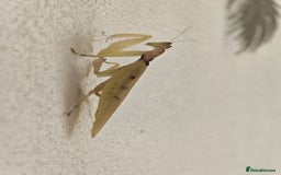 Praying Mantis invertebrates for sale: Helvia cardinalis( yellow orchid mantis) - Image 3