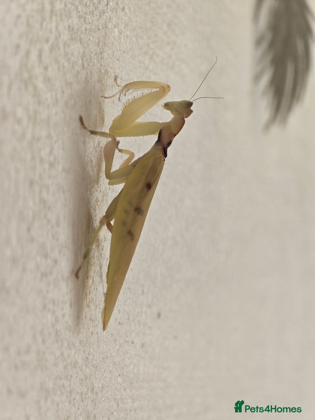 Praying Mantis invertebrates for sale: Helvia cardinalis( yellow orchid mantis) - Image 3