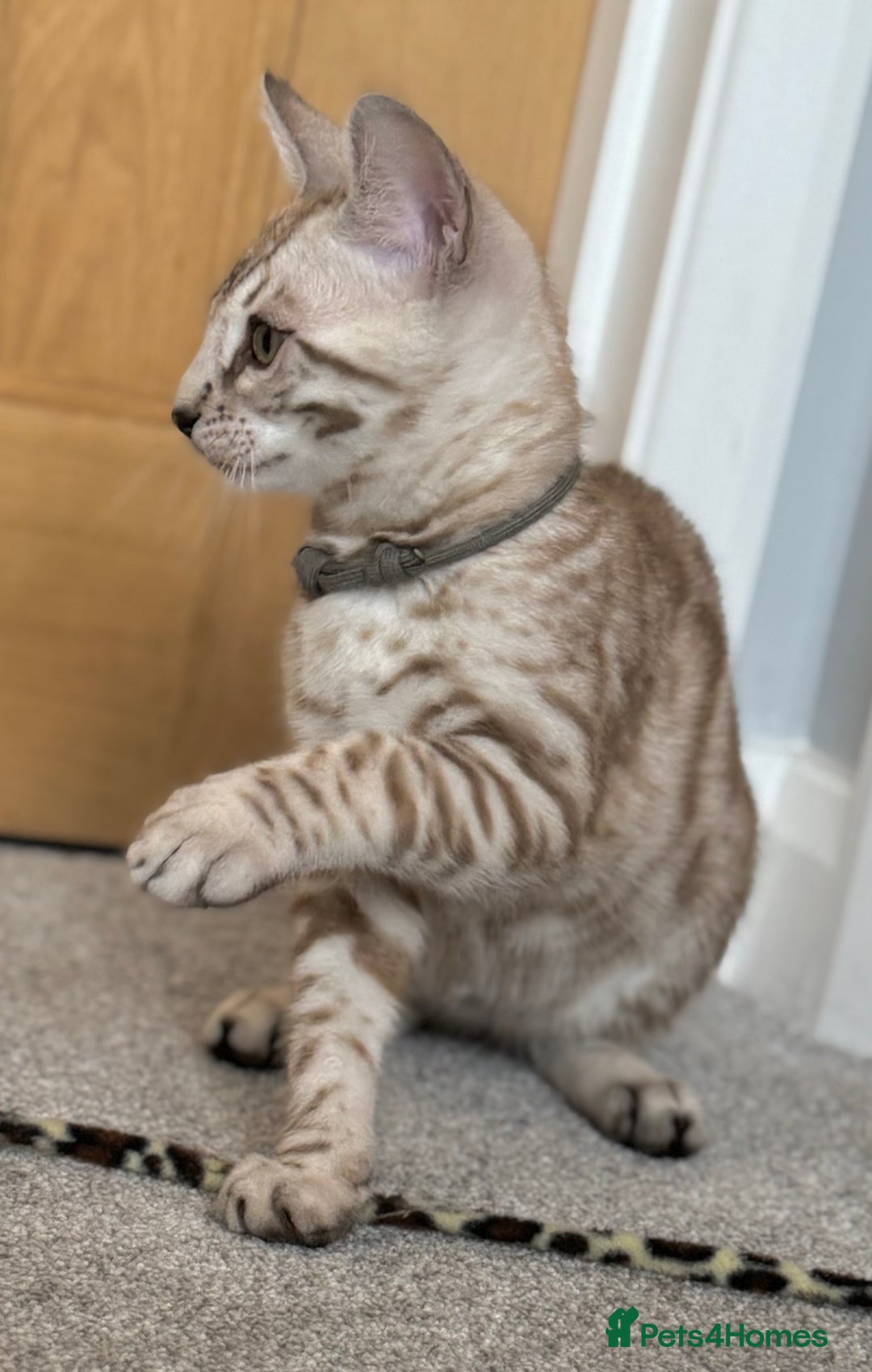 Bengal cats for sale: 🩶Stunning Silver Mink🩶 Bengal Male TICA Reg - Image 11