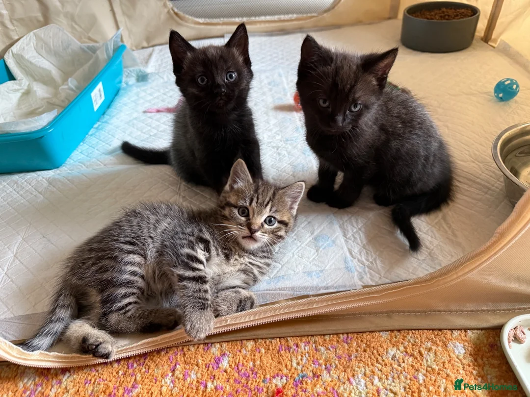 Mixed Breed cats for sale: Beautiful Ragdoll mix - Advert 9
