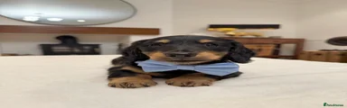 Miniature Dachshund Puppy 1