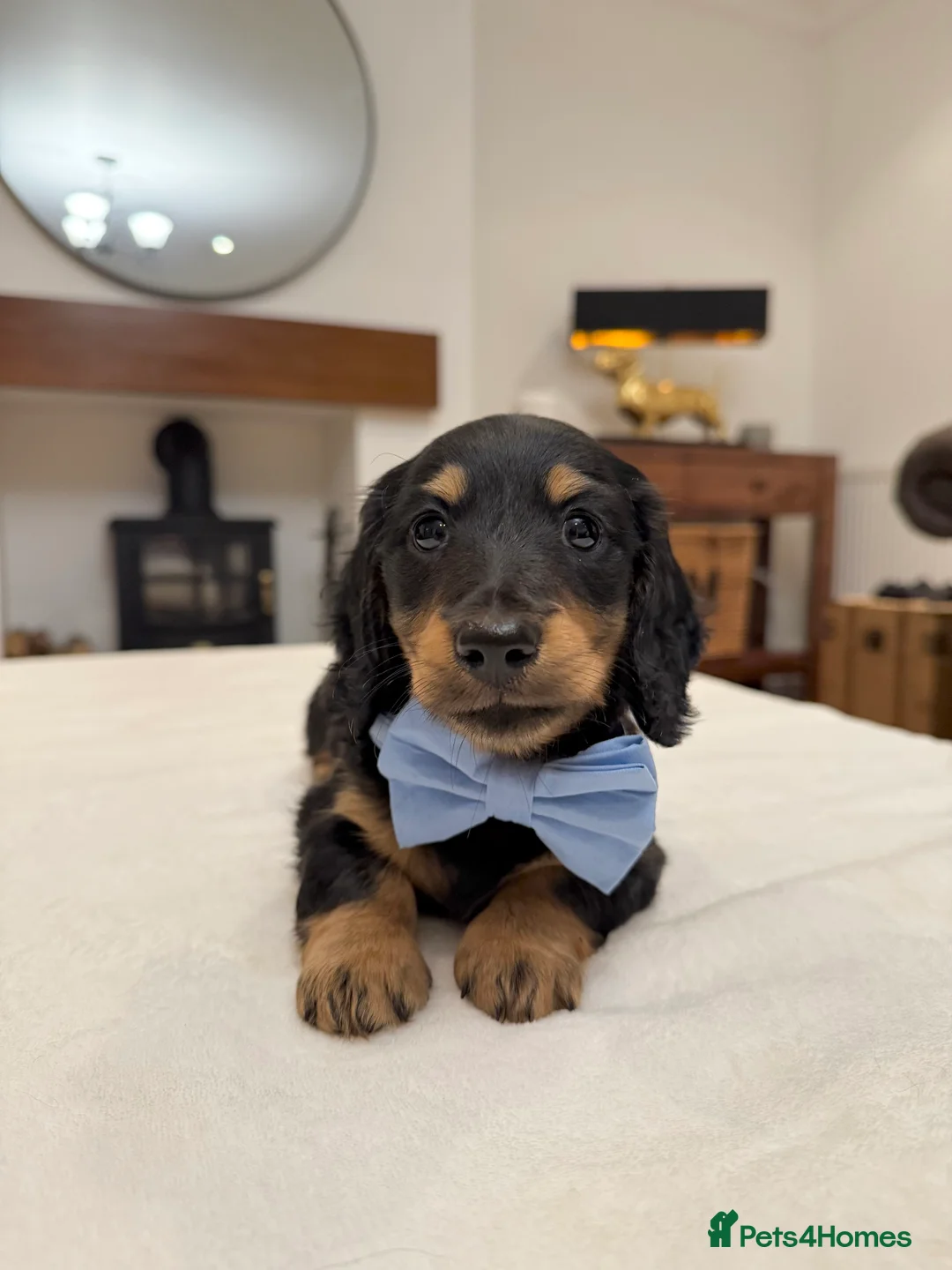 Miniature Dachshund dogs for sale: Miniature Dachshund puppies kc registered  - Advert 2