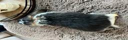 French Lop rabbits for sale: French Lops ready to leave  - Advert 14