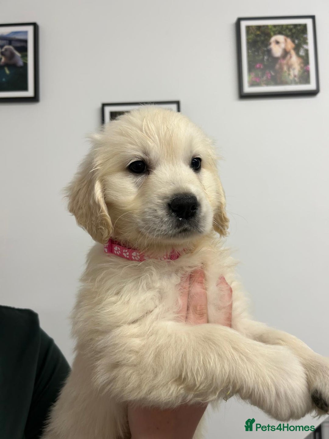 Golden Retriever dogs for sale: Wonderful happy golden retriever puppies  - Image 6