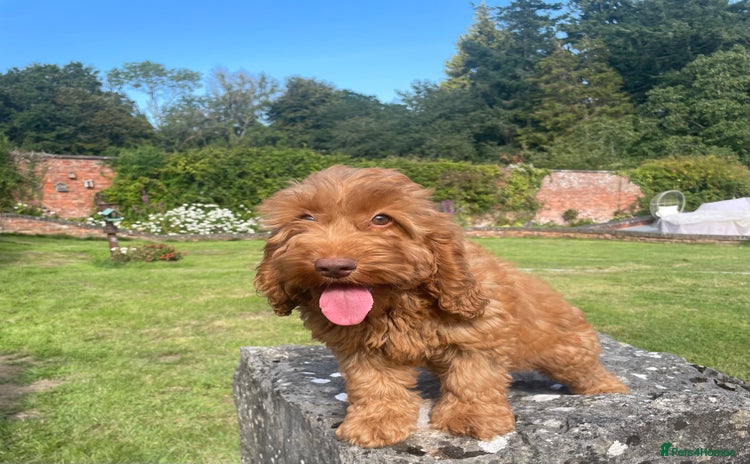 Cockapoo dogs in Saint Asaph - Advert 13