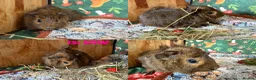 Guinea Pig rodents for sale: Various Guinea Pigs - Ready Now - Advert 30