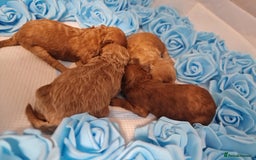 Toy Poodle dogs for sale: Tiny kc puppies,DNA&Genetic tested parents  - Image 29