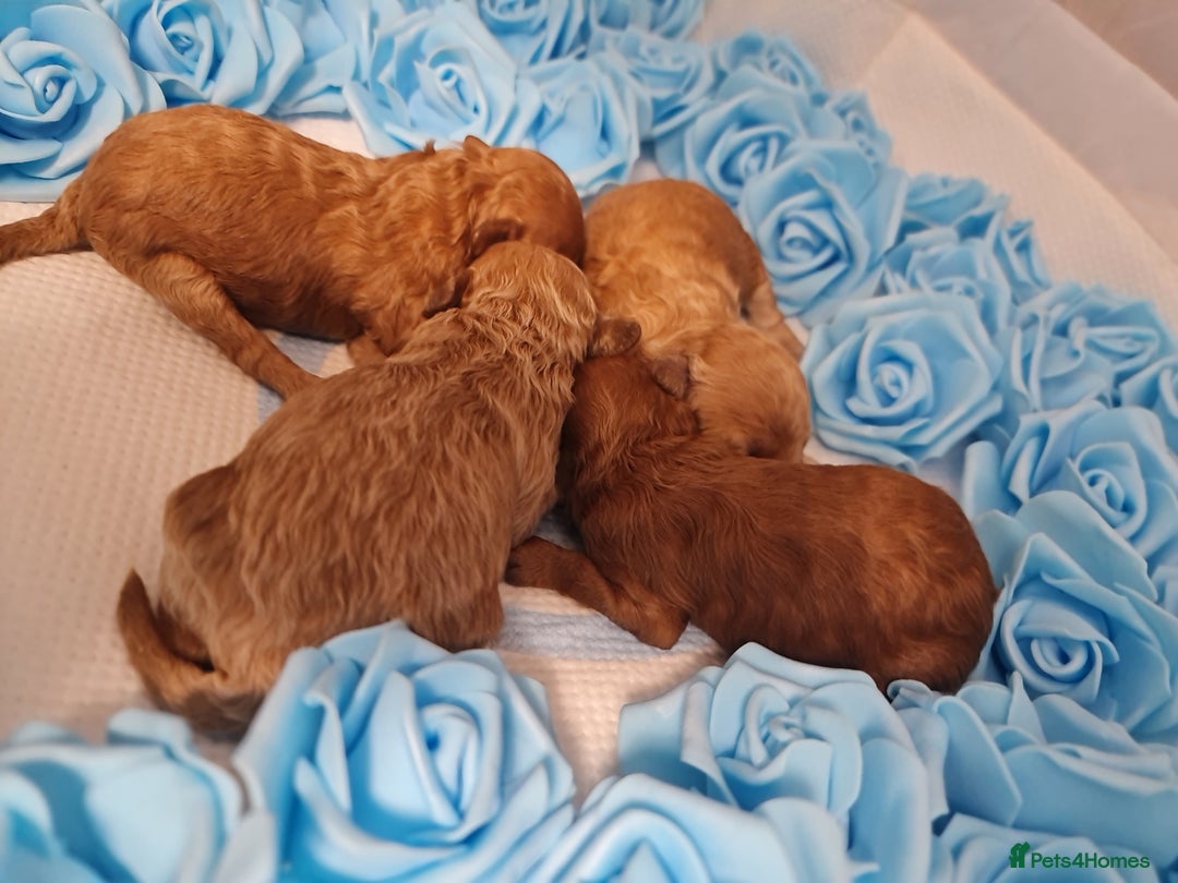 Toy Poodle dogs for sale: Tiny kc puppies,DNA&Genetic tested parents  - Image 29