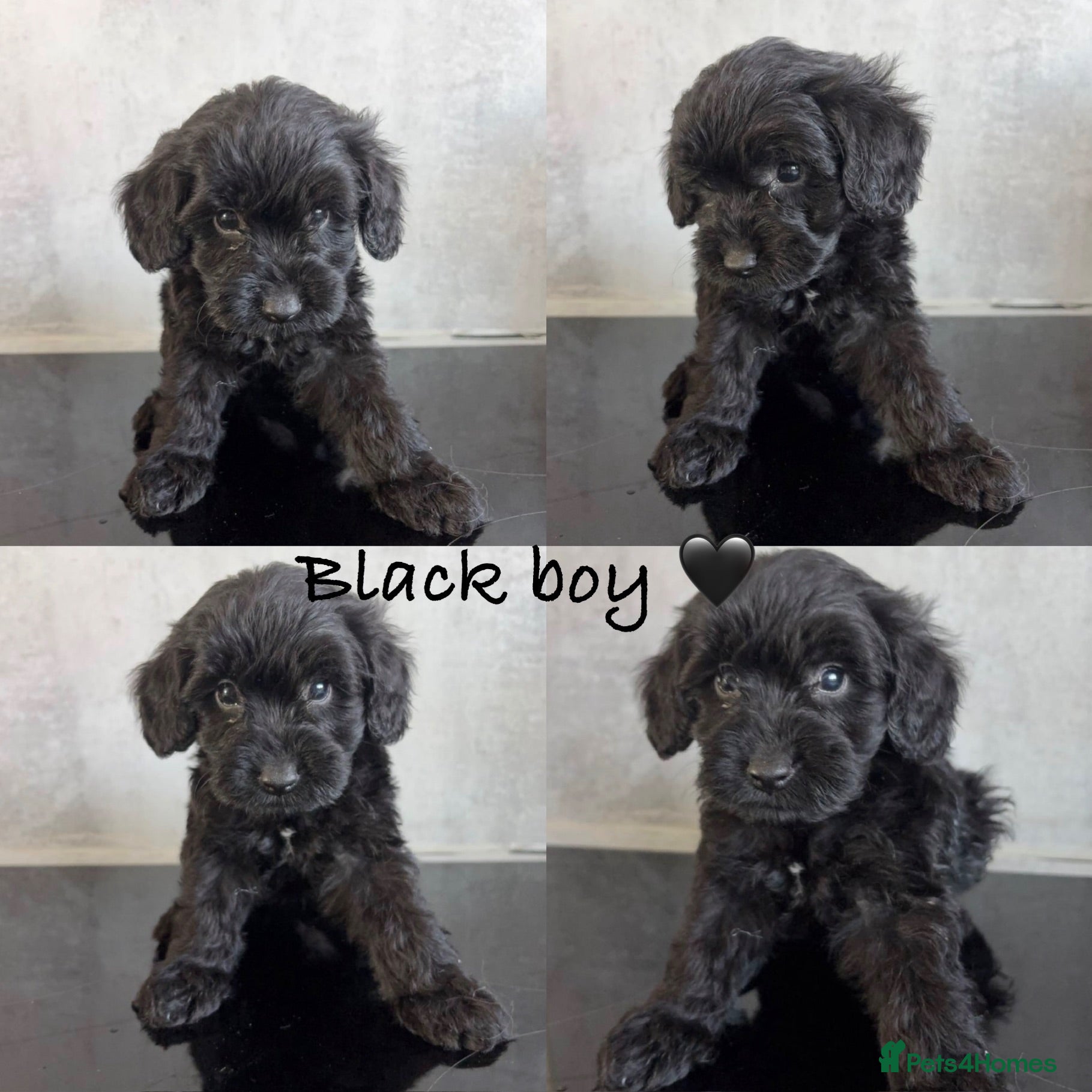 Cockapoo dogs Ready soon- beautiful cockapoo puppies - Advert 5