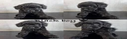 Cockapoo dogs for sale: *READY NOW* - 4 left - cockapoo puppies - Advert 7