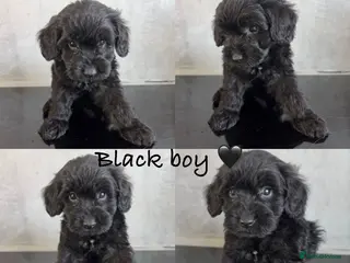Cockapoo dogs Ready soon- beautiful cockapoo puppies - Advert 5