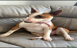 English Bull Terrier dogs for sale: English Bull Terrier puppies🐾KC Registered  - Image 19